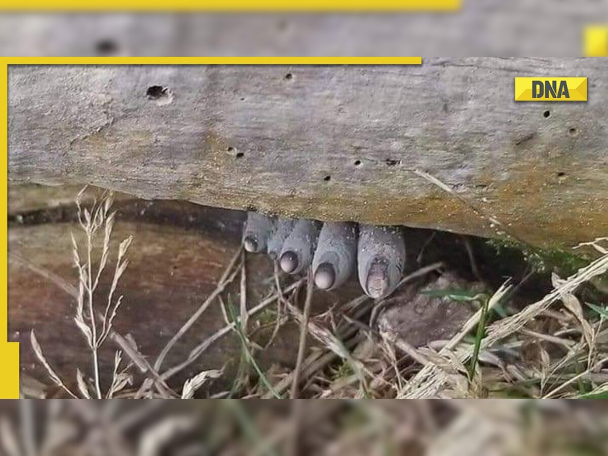 Viral: IFS officer shares strange pic of fungus, netizens call it 'chudail ke pair'