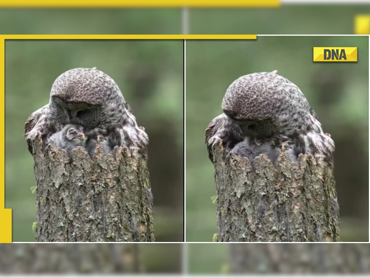 Mama owl pampering her babies is the perfect aww moment, viral video