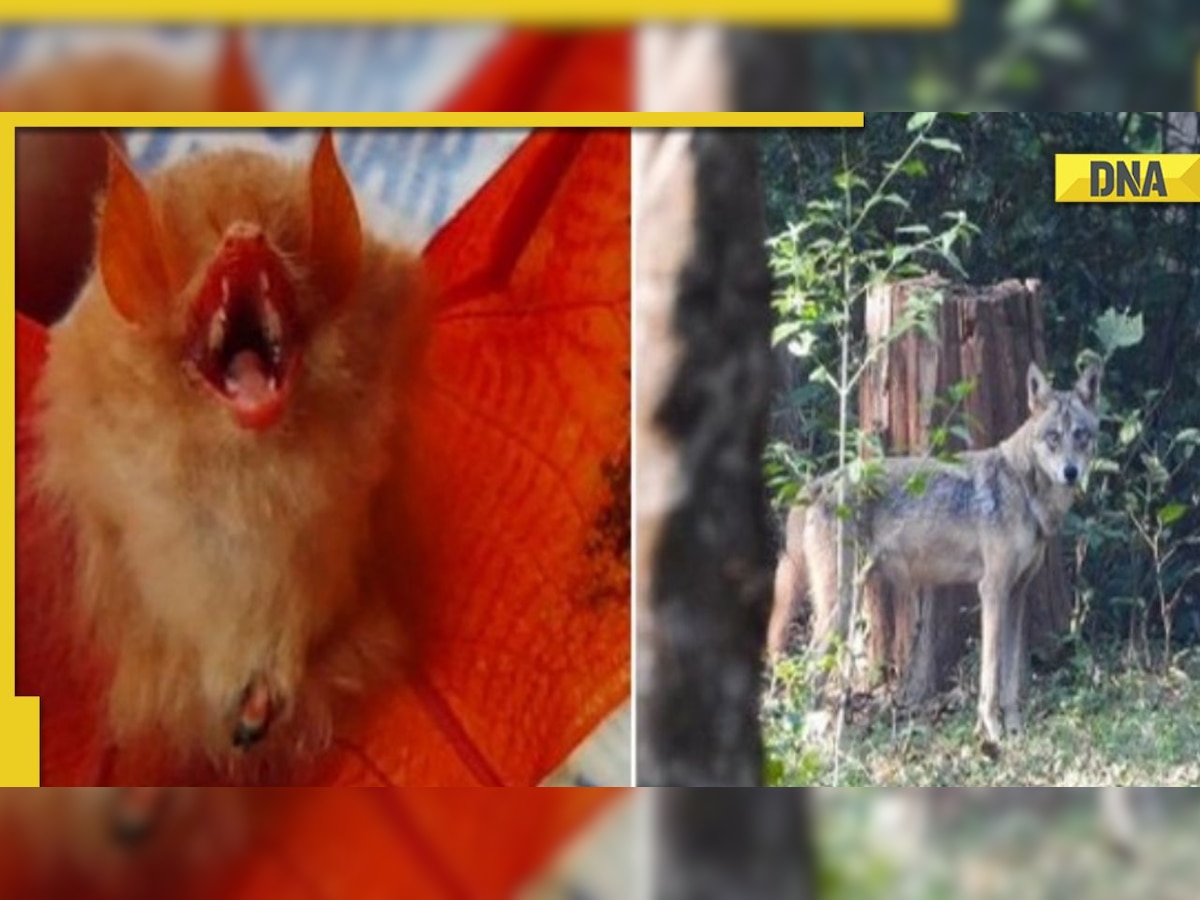 Chhattisgarh: Rare 'Orange bat', endangered Indian Wolf sighted in forest area of Bastar district 