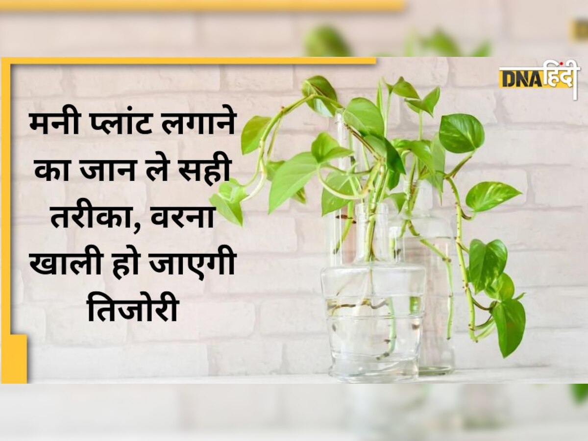 Gardening Tips: कहीं इस तरीके से तो नहीं लगा रहे हैं घर में मनी प्लांट, पैसा आने की बजाए चला जरूर जाएगा