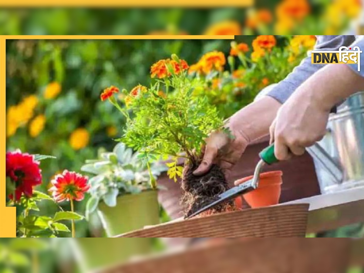 Gardening Tips: रुक गया है पौधों का ग्रोथ तो जरूर आजमाएं ये गार्डनिंग टिप्स, दिखने लगेगा असर 