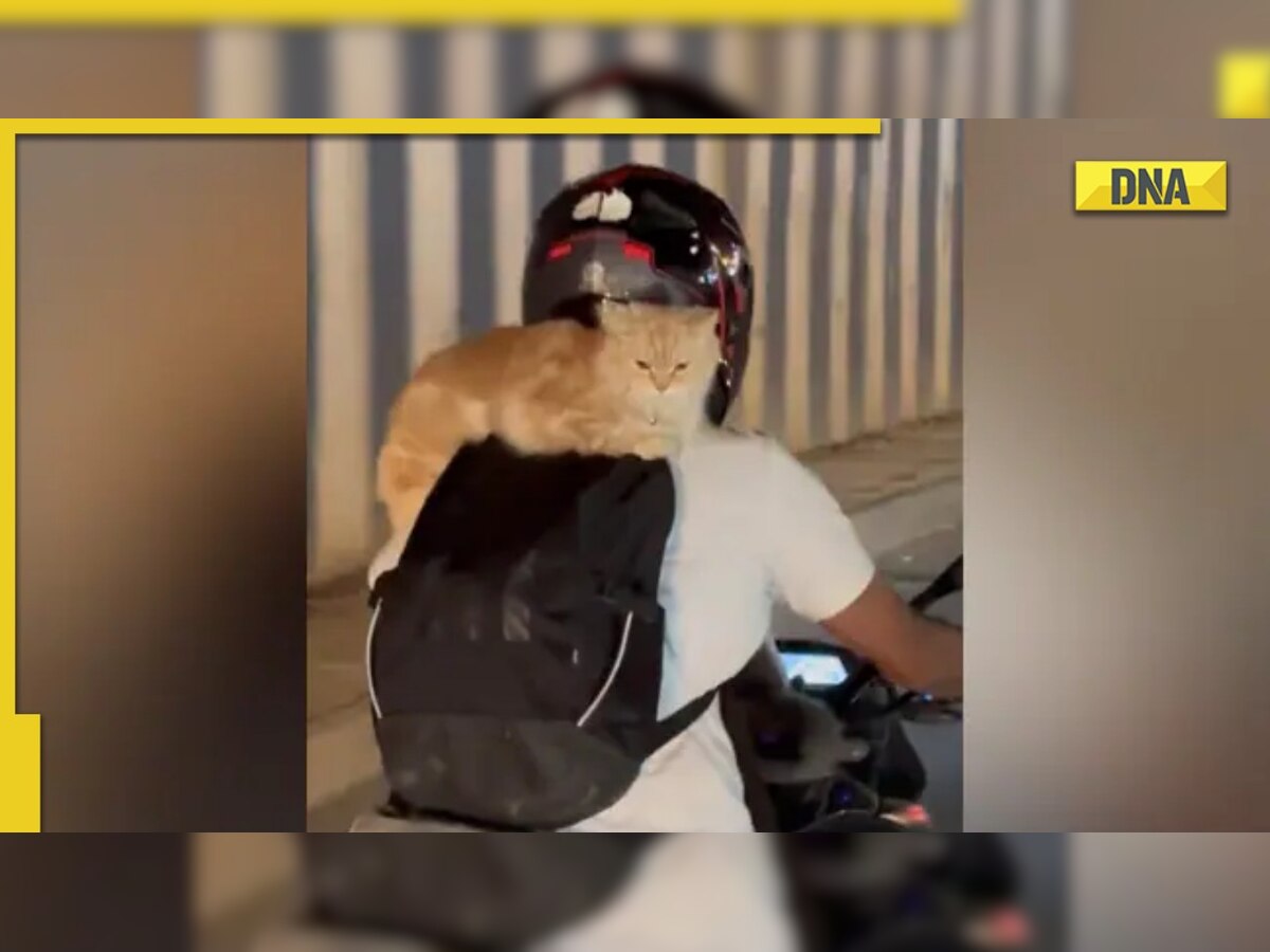 'Catman': Man carries cats on his bike, viral video angers internet