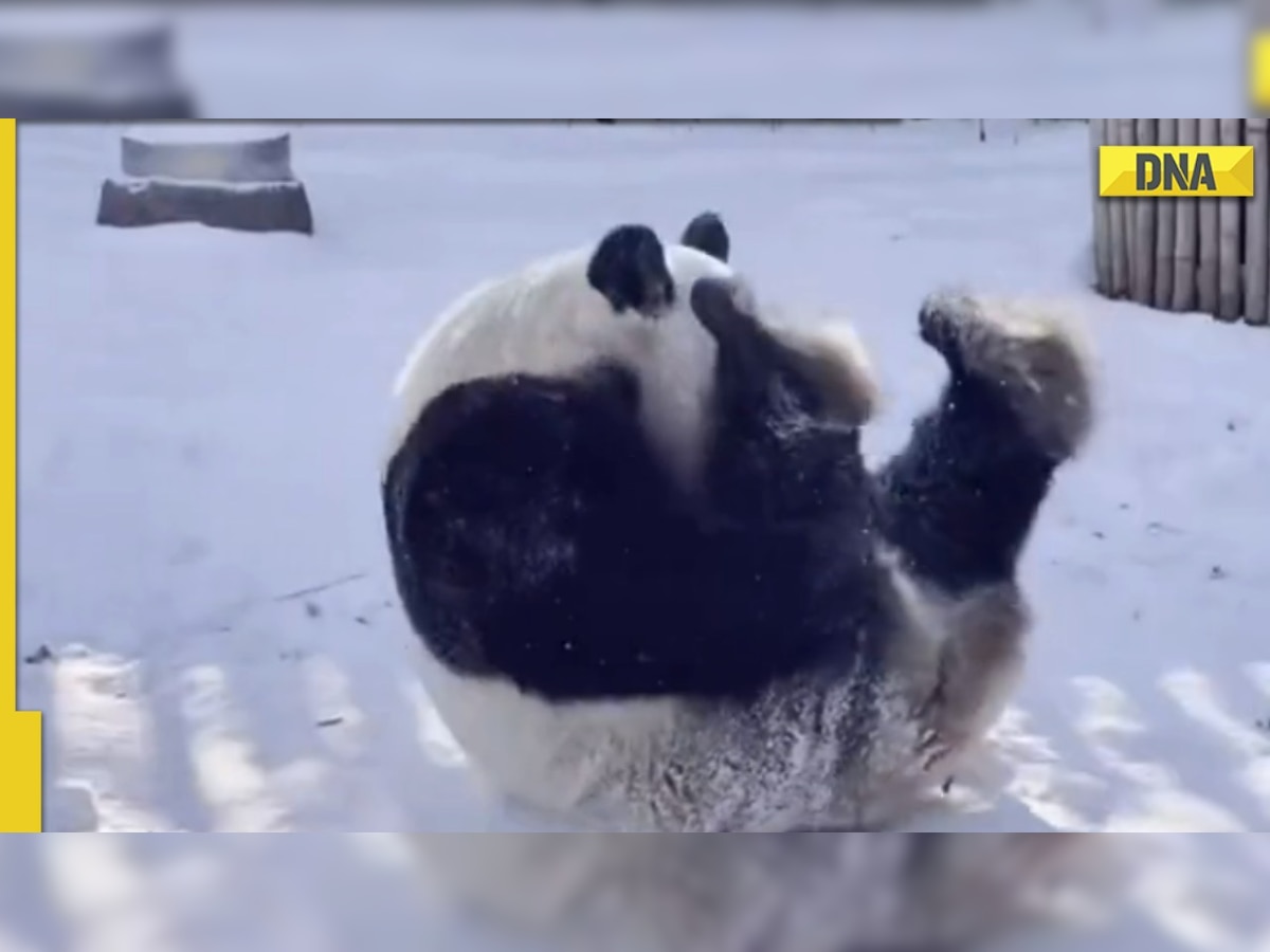 This adorable viral video of panda rolling in the snow is the cutest ever, watch