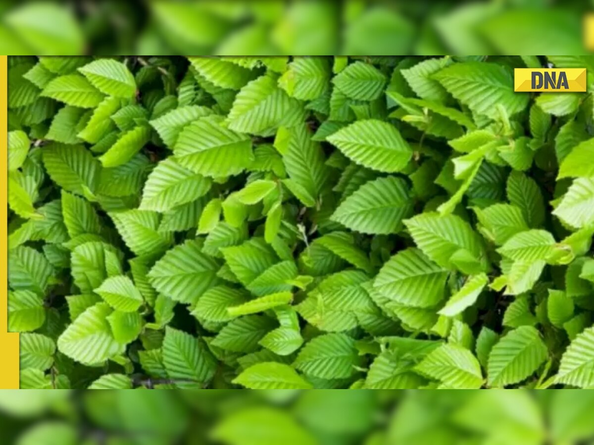 Optical illusion: Only 3% people can spot hidden grasshopper in THIS pic