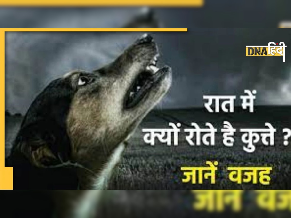 Dog Crying Signs: जानें क्यों कुत्तों का रोना माना जाता है अशुभ, देते हैं अनहोनी का संकेत