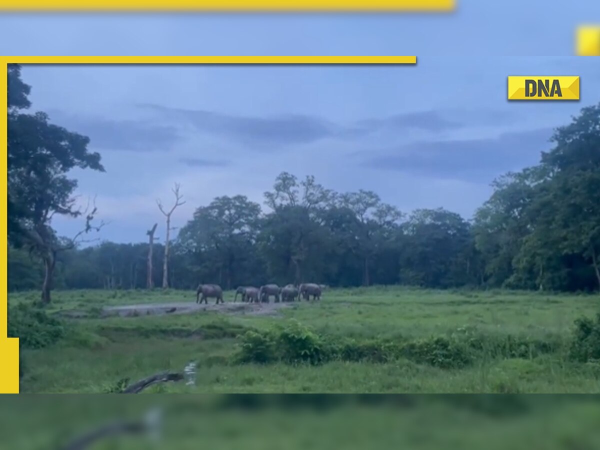 Ever heard 'music of the forest'? Viral video mesmerizes internet