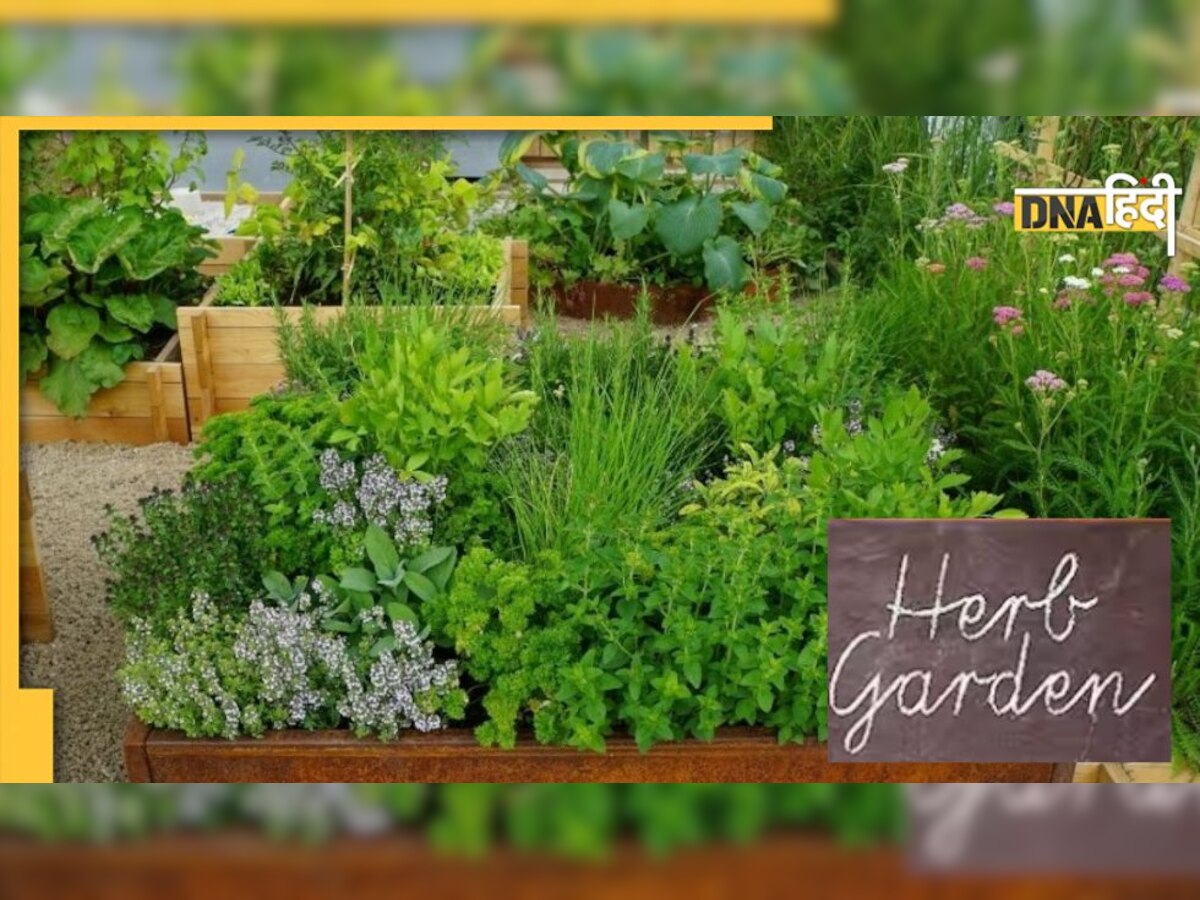 Herbs Gardening Tips: जनवरी-फरवरी में किचन गार्डन में लगाएं ये हेल्दी हर्ब्स, बिना मेहनत आपका बगीचा होगा हरा-भरा