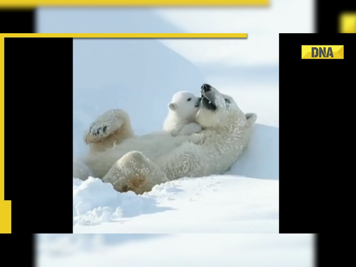 Baby polar bear cuddles with mother, viral video sends internet into a meltdown