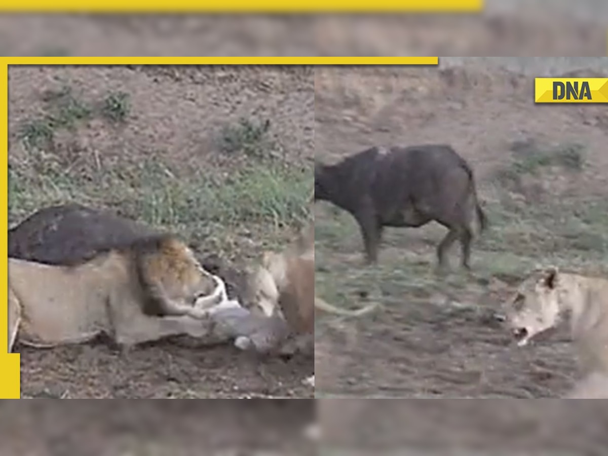 'Snatching victory from jaws of defeat': Netizens applaud buffalo's lucky escape from pride of lions