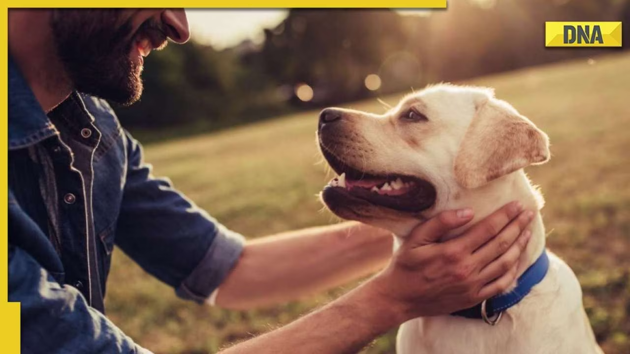 Know possible reasons why your dog is coughing home remedies to