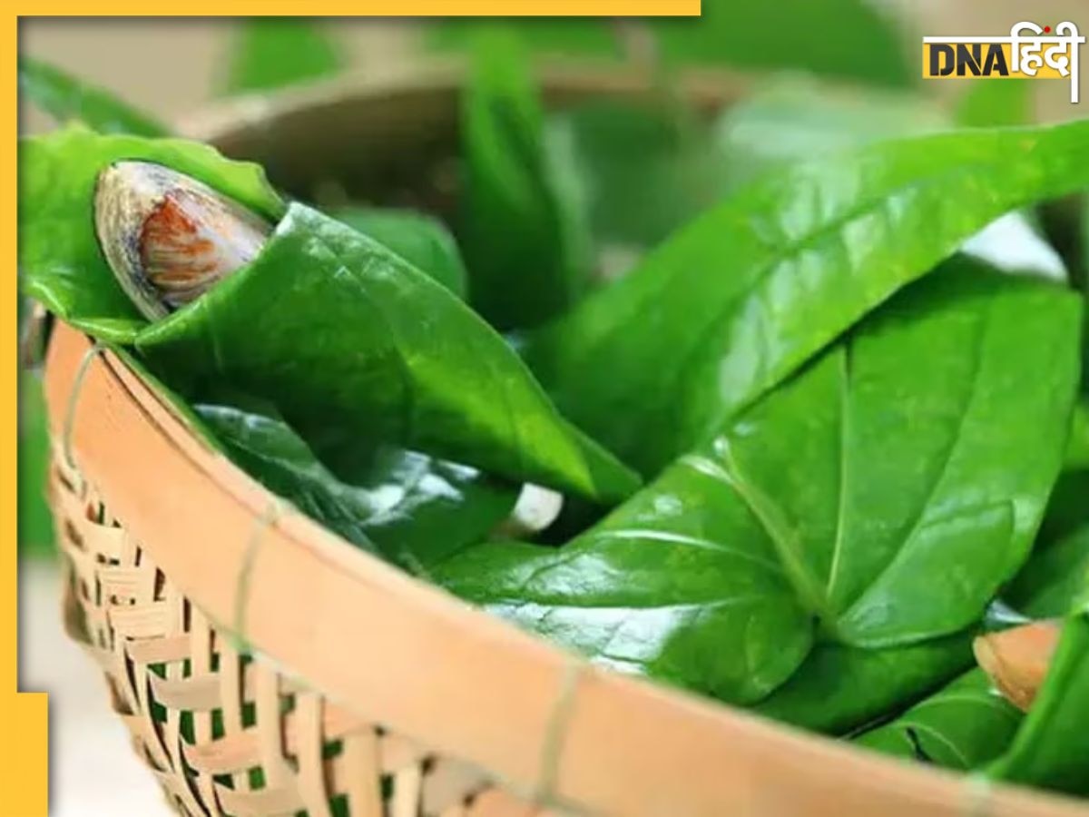 Paan Benefits: डायबिटीज से लेकर मसूड़ों के सूजन तक को दूर करते हैं पान के पत्ते, कई अन्य बीमारियों से भी मिलता है आराम