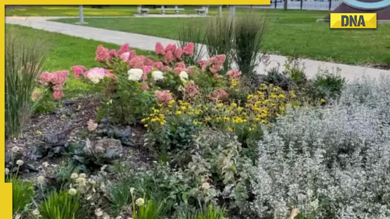 Optical illusion: Only 3% people can spot hidden rabbit in THIS pic