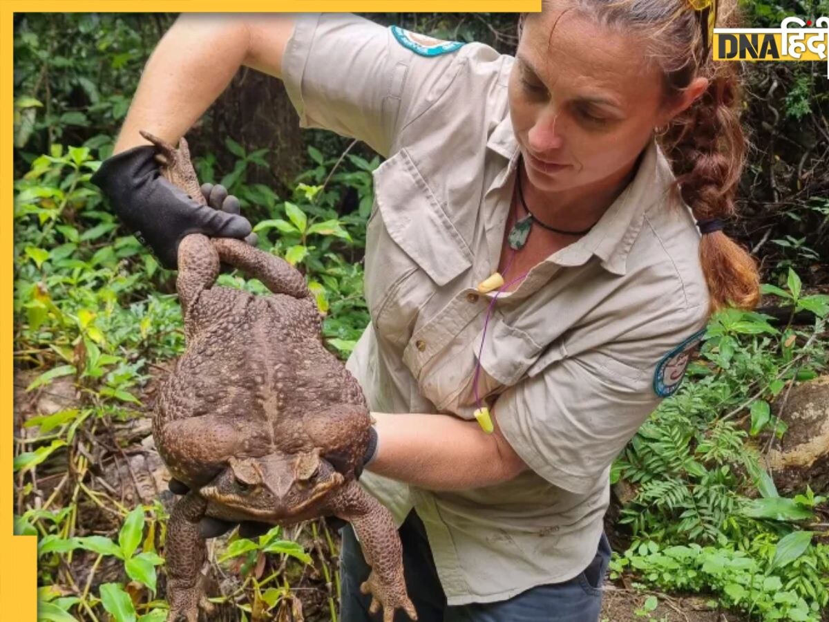 Toadzilla Australia: मिल गया दुनिया का सबसे बड़ा मेंढक, वजन जानकर चौंक जाएंगे आप