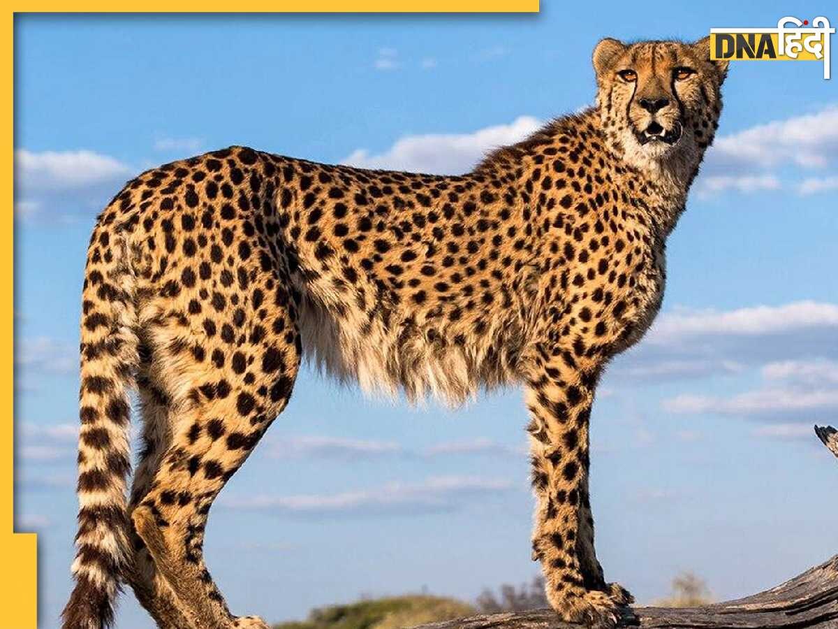 Cheetah Project को फिर लगा बड़ा झटका, शौर्य ने तोड़ा दम, अब तक 10 चीतों की मौत