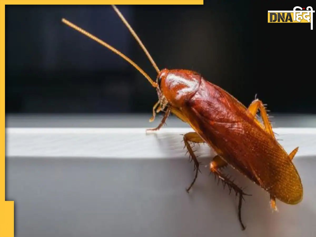 Cockroach Captchas Valentine Day पर एक्स से बदला लेने का मौका, पुराने प्रेमी-प्रेमिका के ...