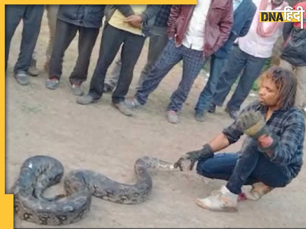 Python Viral Video: खेत में सुरंग से स्नेक सेवर ने पकड़े इतने अजगर, लोगों की फटी रह गई आंख