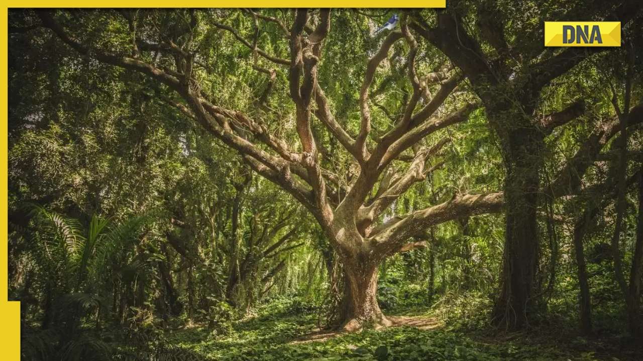 DNA Explainer How Does Optical Illusion Work Know Science Behind It dna-explainer-how-does-optical-illusion-work-know-science-behind-it