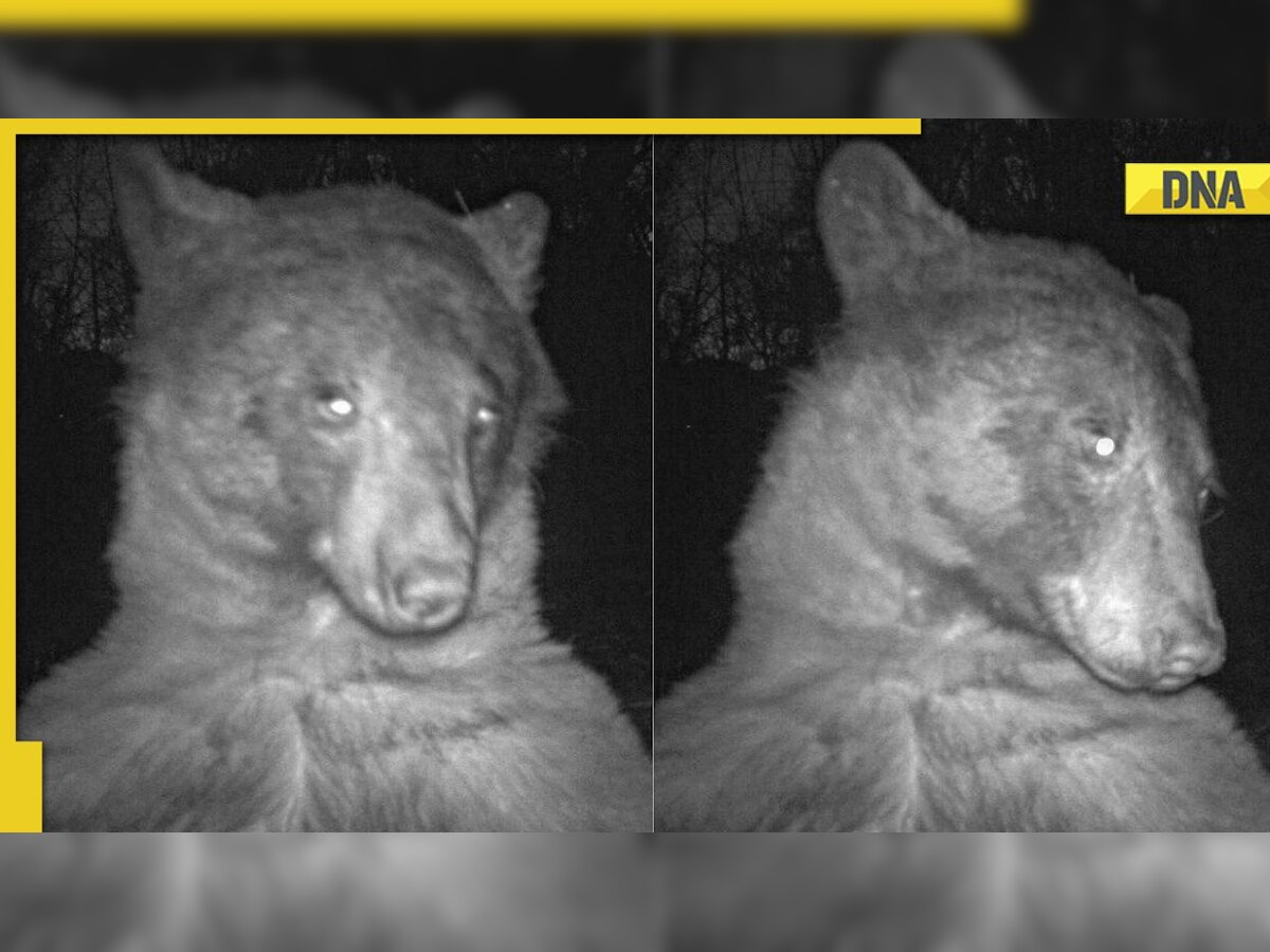 'Kim-bearly Kardashian': Viral Black bear clicks 400 selfies, impresses netizens