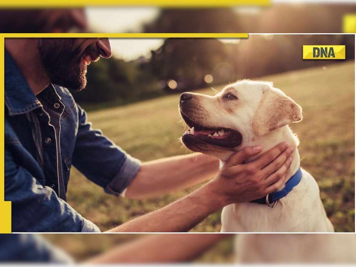 Noida news Dog owners to be fined for nonregistration of pet dogs as