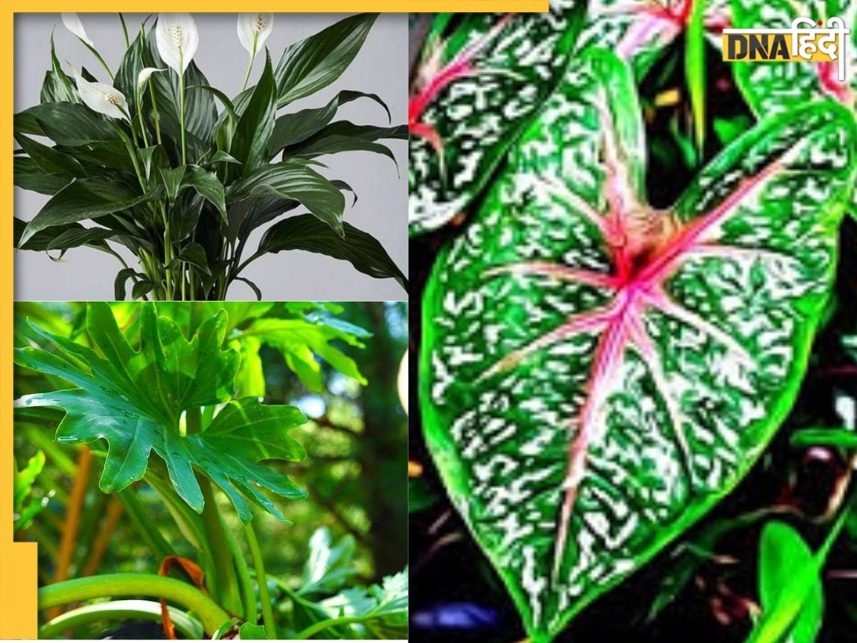 Poisonous Plants: ये 4 पौधे बच्चों के लिए हैं बेहद घातक, छूते ही बिगड़ सकती है तबियत