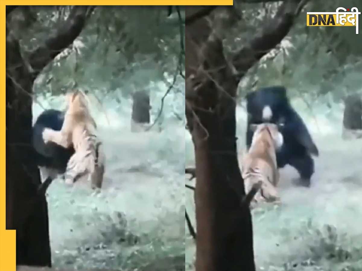 Tiger attack video: शेर खान ने मारा भालू को पंजा तो जंगल के राजा का हुआ ऐसा हाल, कॉर्बेट टाइगर रिजर्व में हुई खतरनाक लड़ाई