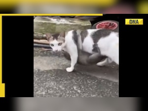 Friendship goals: Cure your midweek blues with this adorable viral video of monkey and cat