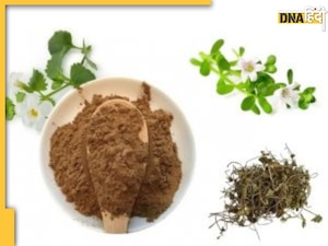 Diabetes Cure: ब्लड में इंसुलिन जैसा काम करती हैं ये जड़ी-बूटियां, डायबिटीज रोगियों का शुगर नहीं होगा कभी हाई