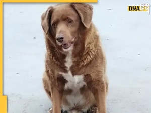 Guinness World Record: 30 साल का गबरू जवान है Bobi, चाल में है शान और बना रहा कीर्तिमान 