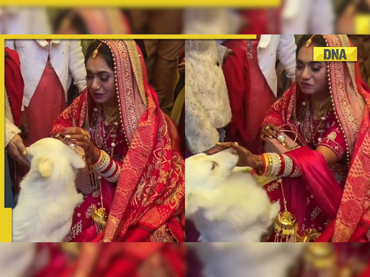 Animal Xxxsexivideo - Viral video: Pet dog refuses to let go bride during vidai ceremony,  netizens say 'rula diya yaar'