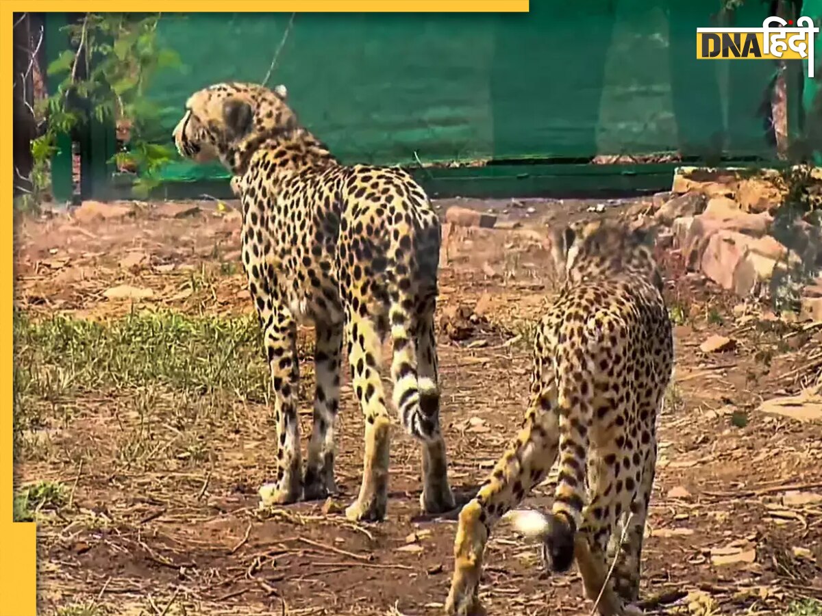 Cheetah Safari: कूनो नेशनल पार्क में उठाएं चीता सफारी का मजा, जानिए कब और कैसे करें टिकट बुकिंग