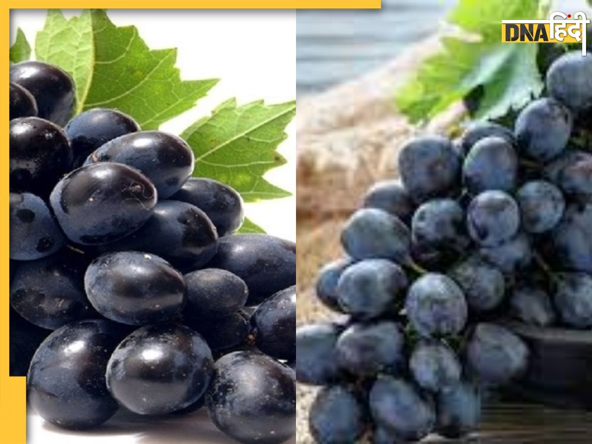 Black Grapes Benefits डायबिटीज और हार्ट की बीमारियां इस एक फल से