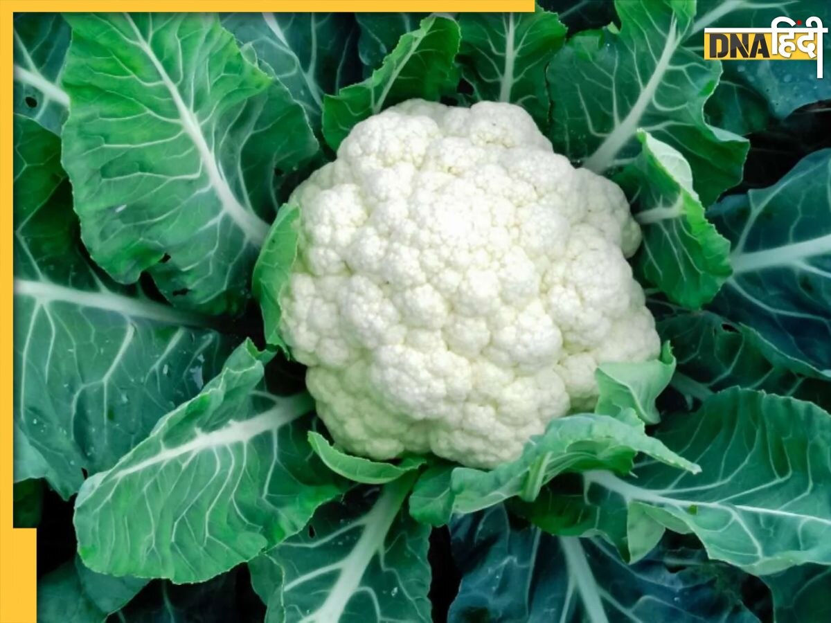 Cauliflower Leaves Benefits: फूलगोभी से भी ज्यादा फायदेमंद होते इसके पत्ते, शरीर को मिलते हैं ये 6 बड़े फायदे 