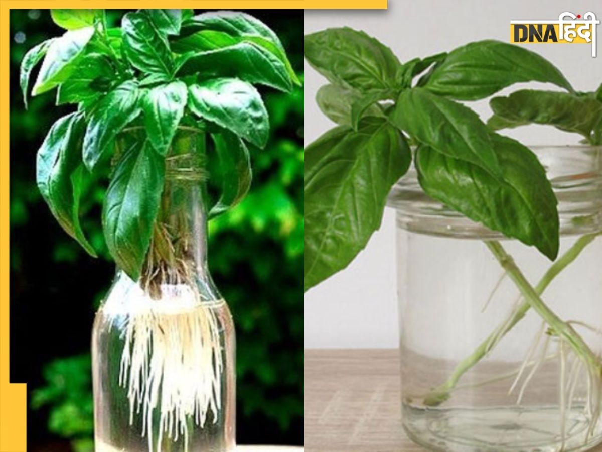 Herbs Grow In Water: पुदीने-तुलसी से लेकर अजवाइन तक पानी में उगाइए, ऐसे करें हर्ब्स को बॉटल में ग्रो 