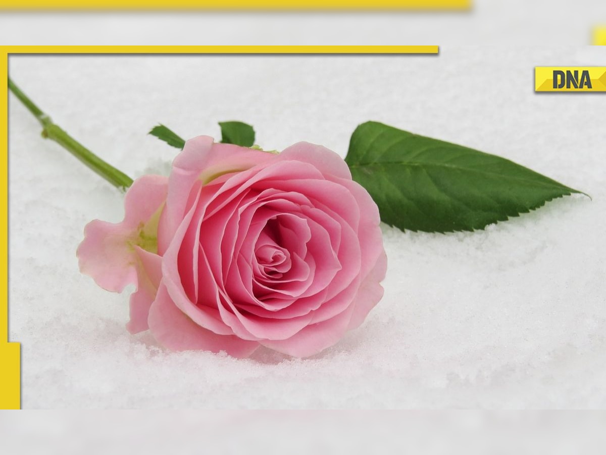 Rose Day 2023: WhatsApp messages, wishes, quotes to share on 1st ...