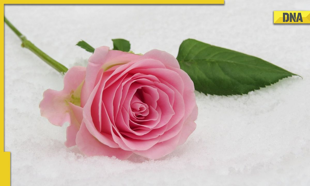 Rose Day 2023: WhatsApp messages, wishes, quotes to share on 1st ...