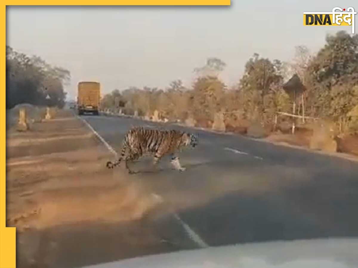 Tiger Viral Video: टाइगर पार कर रहा था हाइवे, तभी हुआ कुछ ऐसा जिसे देखकर भड़के लोग, गडकरी से कर दी ऐसी मांग