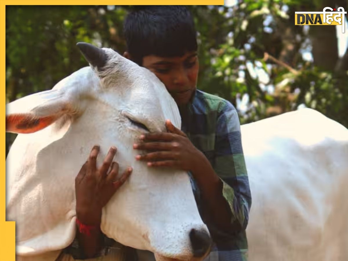  वैलेंटाइन डे पर 'काउ हग डे' मनाएं, भारतीय पशु कल्याण बोर्ड ने कर डाली अपील