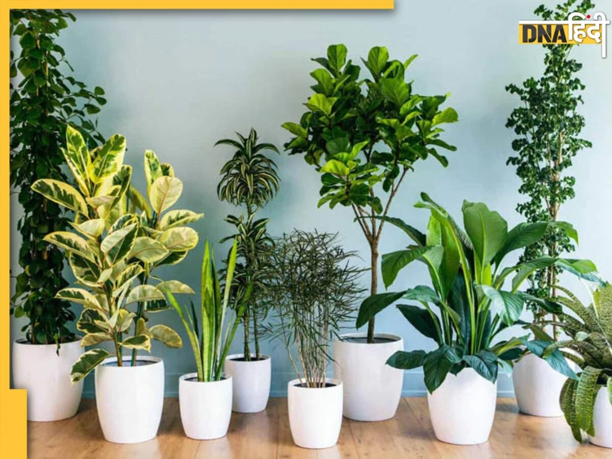 Gardening Tips: रुक गया है Plants का ग्रोथ तो अपनाएं ये आसान टिप्स, सूखे-मुर्झाए पौधों में फूंक देंगे जान