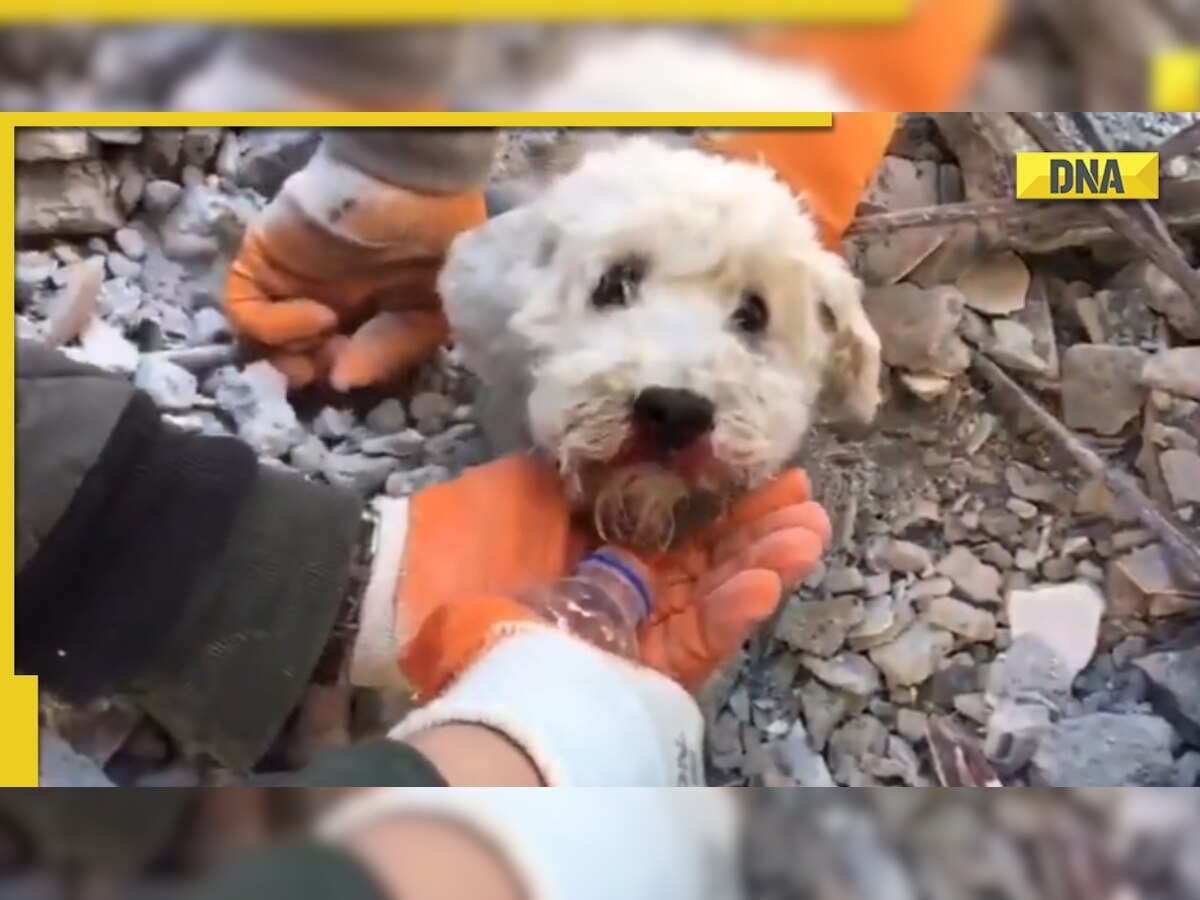 'Real heroes': Rescuers save dog from rubble in quake-hit Turkey, viral video wins hearts