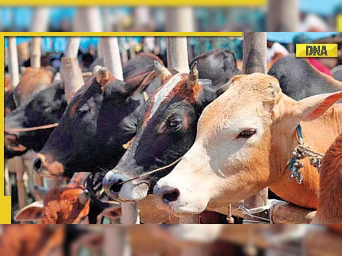 Meghalaya: BSF foils cattle smuggling bid, arrests three smugglers