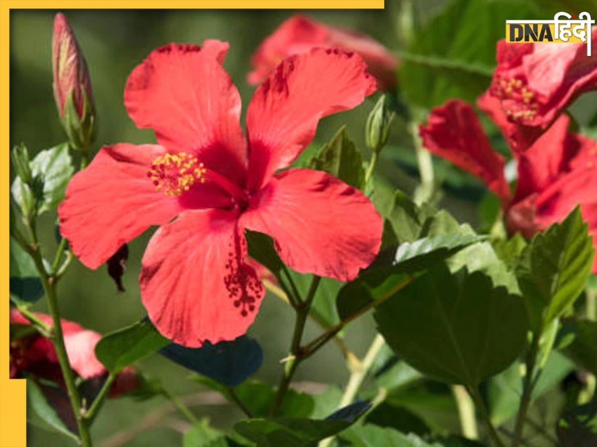 Gardening Tips: गुड़हल के पौधे पर नहीं आ रहे फूल? Plants को लगाने से लेकर पानी और खाद देने का जानें सही तरीका