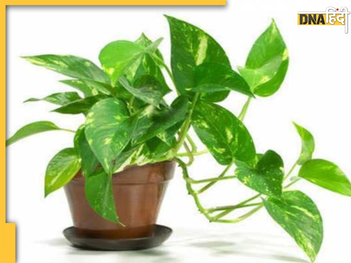 Money Plant Upay: शुक्रवार के दिन मनी प्लांट में डालें ये एक खास चीज, सुख-समृद्धि और धन से भर जाएगा घर