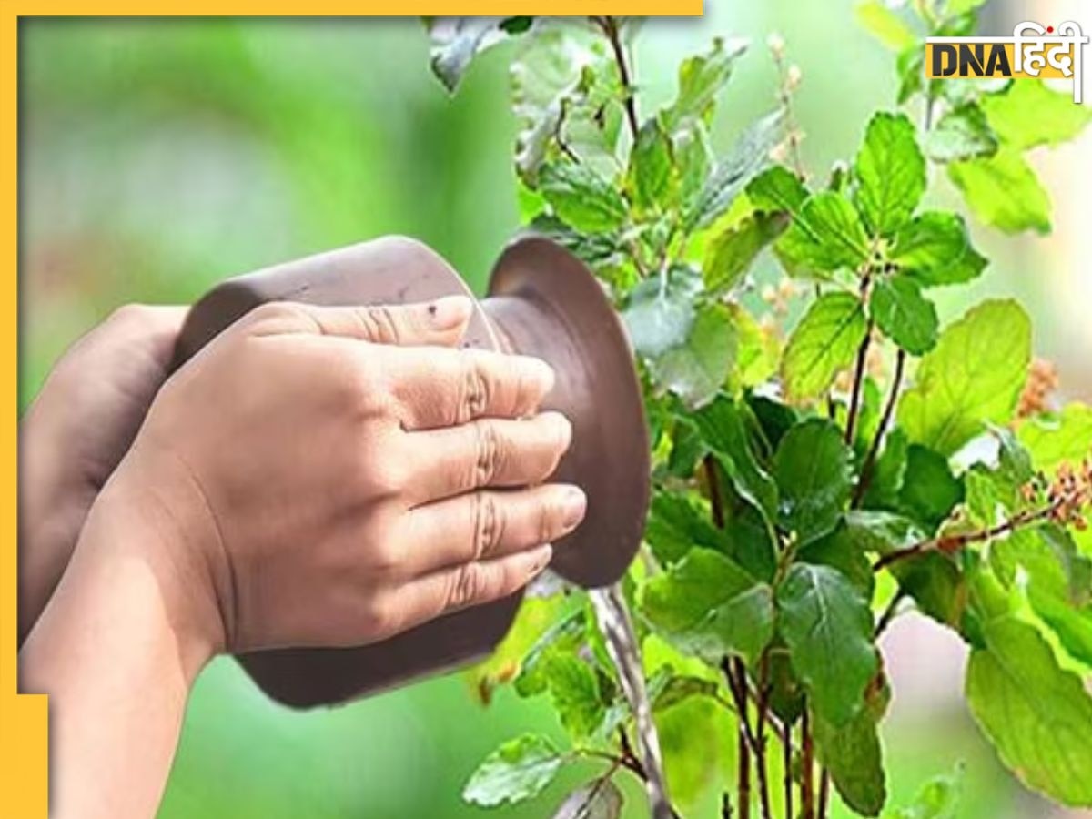 Tulsi Plant Vastu: इन दो दिनों तुलसी को न चढ़ाएं जल, लक्ष्मी मां के नाराज होने से हो जाएंगे कंगाल, छोटी सी गलती पड़ेगी भारी