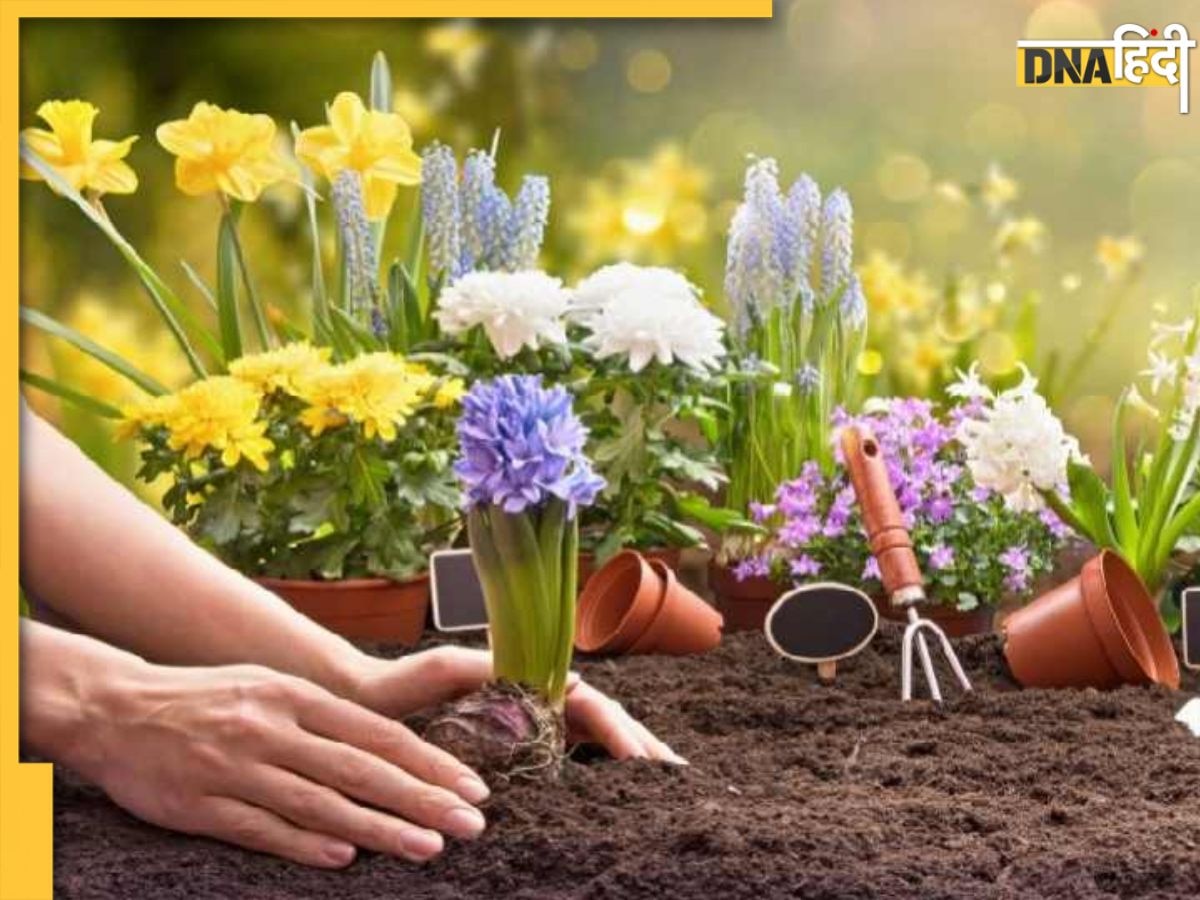 Gardening Tips: फरवरी में भी पौधों में नहीं आ रहे हैं फूल? अपनाकर देखें ये आसान टिप्स, घर हो जाएगा गुलजार