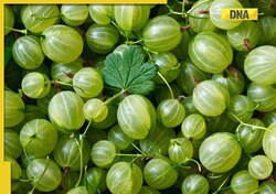 From improving heart health to managing diabetes, here's the benefits of gooseberries