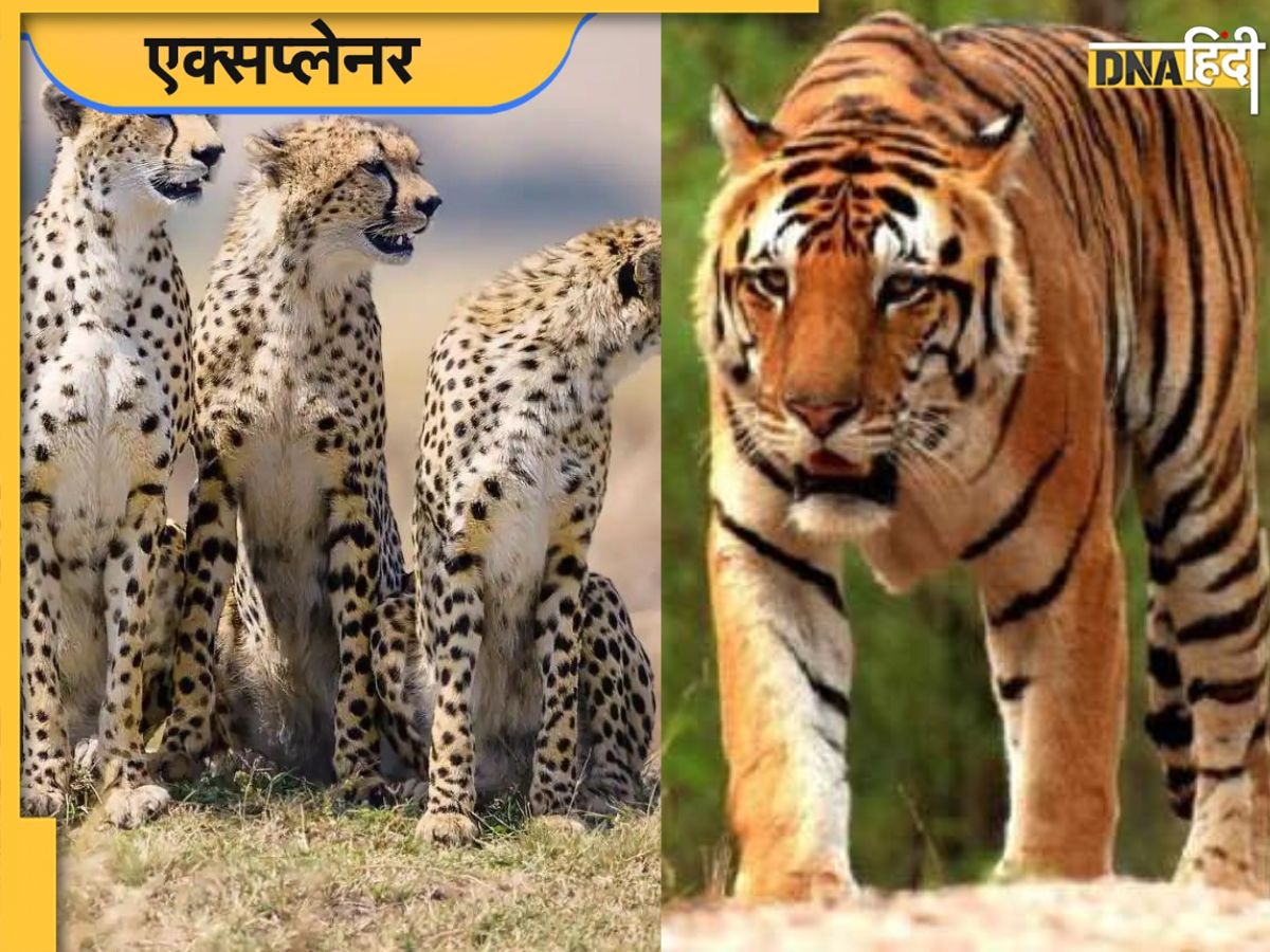 Tiger Deaths: चीता आ रहा और टाइगर जा रहा है? 39 दिन में 24 मरे, जानें क्यों एक-एक जान है जरूरी