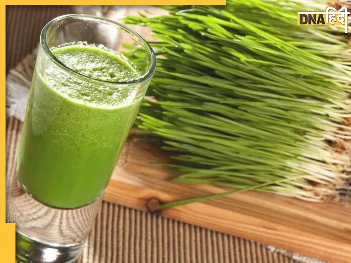 Wheatgrass: ब्लड प्रेशर से लेकर हाई कोलेस्ट्रॉल से छुटकारा दिलाती है ये हरी घास, जानें इसके फायदे और नुकसान