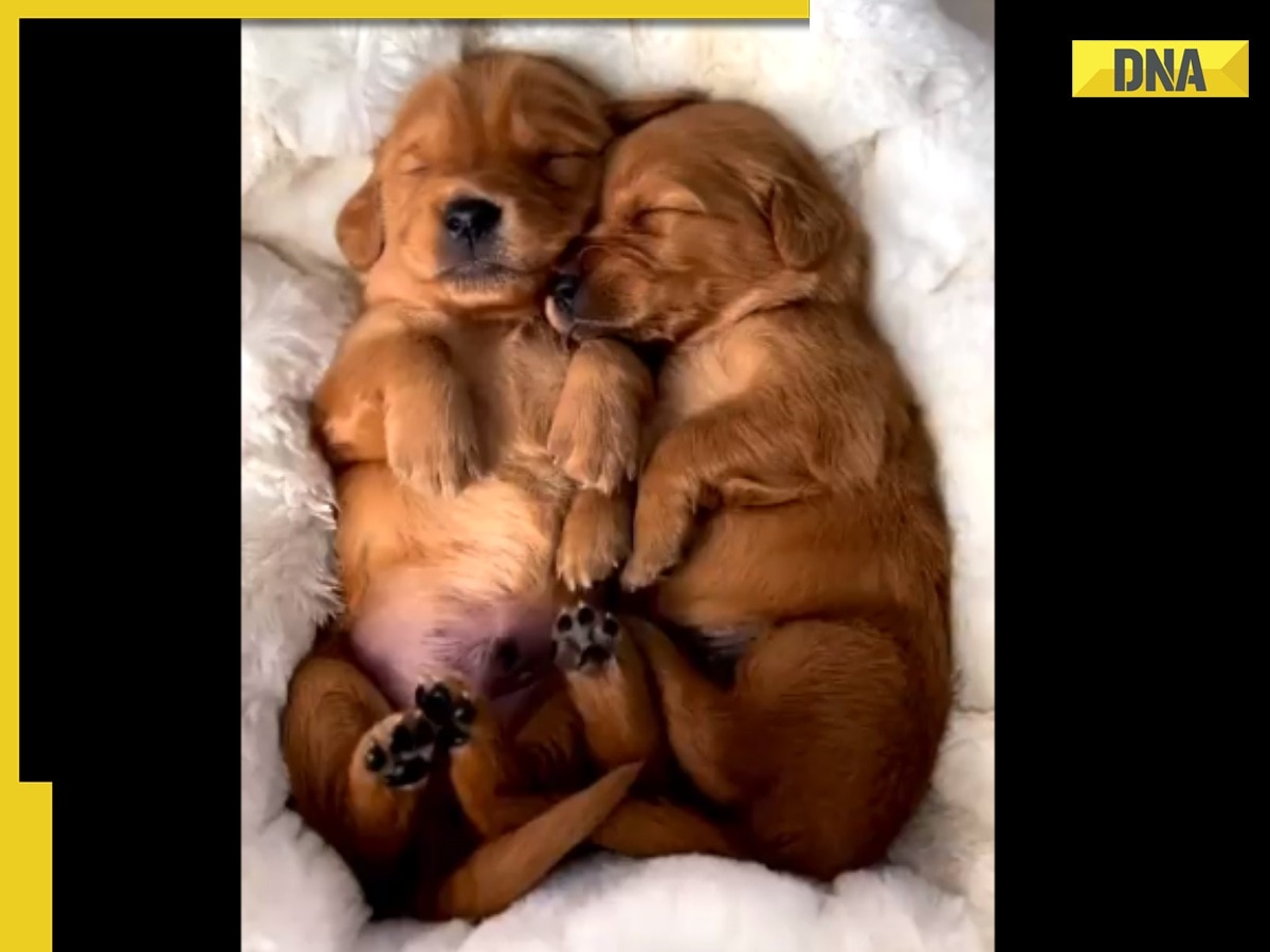 This adorable viral video of two puppies sleeping together will make your day