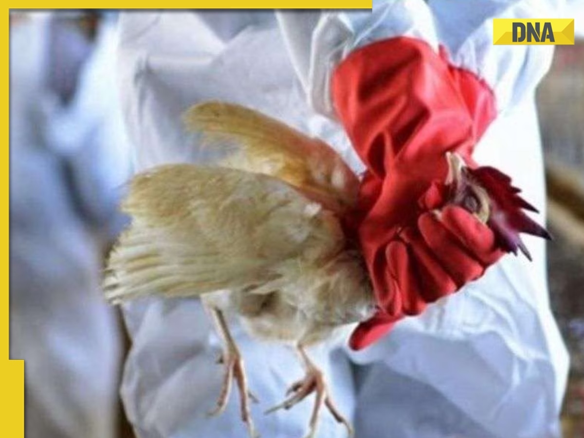 Will rampant avian flu turn out to be next pandemic after Covid-19?