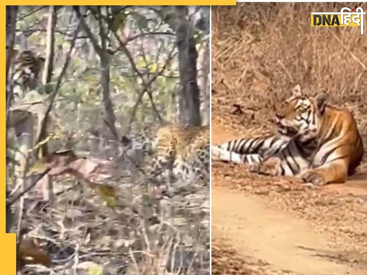 Tiger Leopard fight video: टाइगर के आगे जमीन पर लेटा लेपर्ड, देखें फिर कैसे बचाई जान